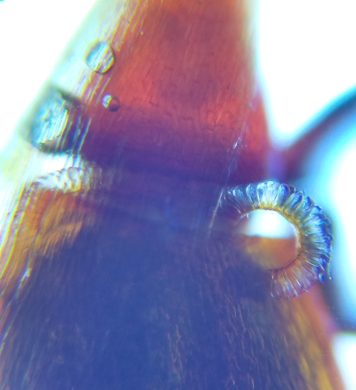 Ceratodon purpureus